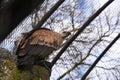 Half-turned wild Eurasian griffon vulture with the strongwings and white head in front of the the metal cage