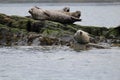 Kylerhea Seals, Isle Of Skye, Scotland Royalty Free Stock Photo