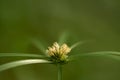 Kyllinga brevifolia or shortleaf spikesedge perennian herb. Royalty Free Stock Photo