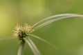 Kyllinga brevifolia or shortleaf spikesedge perennian herb. Royalty Free Stock Photo