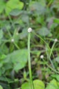 Kyllinga brevifolia or jukut pendul