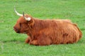 Kyloe cattle young one Royalty Free Stock Photo