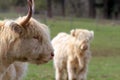 Kyloe Highland Cattle with Calf closeup portrait Royalty Free Stock Photo