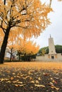 Kyoikuto and ginkgo trees with beautiful yellow leaves in Osaka Castle Park,Japan