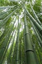 Japan, Kyoto, Arashiyama, view of the bamboo forest