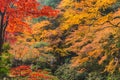 Autumn Coloful Season Red Maple Leaf Garden.