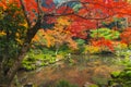 Kyoto Autumn Colorful Season Red Maple Leaf Garden