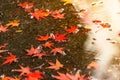 Kyoto autumn season Royalty Free Stock Photo