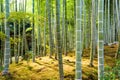 Kyoto Bamboo Forest Royalty Free Stock Photo