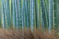 Kyoto bamboo groove Royalty Free Stock Photo