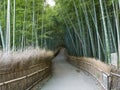 Kyoto Bamboo grove Royalty Free Stock Photo