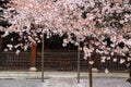 Kyoto cherry blossom