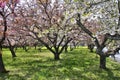 Kyoto cherry blossom