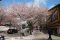 Kyoto cherry blossoms street