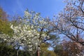 Kyoto cherry blossoms in Uji