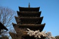 Kyoto cherry blossoms with Yasaka Pagoda