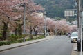 Kyoto cherry trees street