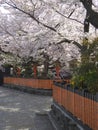Kyoto Gion Shirakawa area in the morning