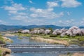 Cherry blossoms along the Kamo River Kamo-gawa in Kyoto, Japan. The riverbanks are popular walking Royalty Free Stock Photo