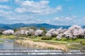 Cherry blossoms along the Kamo River Kamo-gawa in Kyoto, Japan. The riverbanks are popular walking Royalty Free Stock Photo