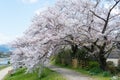 Cherry blossoms on Riverbank of the Kamo River Kamo-gawa in Kyoto, Japan. The riverbanks are Royalty Free Stock Photo