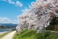 Cherry blossoms on Riverbank of the Kamo River Kamo-gawa in Kyoto, Japan. The riverbanks are Royalty Free Stock Photo