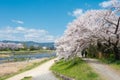 Cherry blossoms on Riverbank of the Kamo River Kamo-gawa in Kyoto, Japan. The riverbanks are Royalty Free Stock Photo