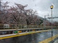 Kyoto, Japan in April 2019. Arashiyama station with drizzly weather conditions and still in spring. Cherry blossom trees Royalty Free Stock Photo