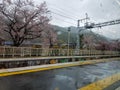 Kyoto, Japan in April 2019. Arashiyama station with drizzly weather conditions and still in spring. Cherry blossom trees Royalty Free Stock Photo