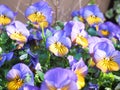 Kyoto, Japan - April 12, 2018 : A Bunch Pansy Flowers In Bloom