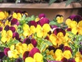 Kyoto, Japan - April 12, 2018 : A Bunch Pansy Flowers In Bloom