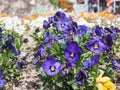 Kyoto, Japan - April 14, 2018, 2018 : A Bunch Pansy Flowers In Bloom