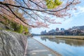 Kamogawa river is one of the best cherry blossom spots in Kyoto city during springtime