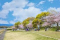 Kamogawa river is one of the best cherry blossom spots in Kyoto city during springtime