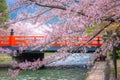 Okazaki Canal with beautiful Full Bloom Cherry Blossom in front of the Great Torii Gate of Heian-jingu Shrine in Kyoto Royalty Free Stock Photo