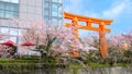 The great torii gate of Heian jingu shrine in full bloom cherry blossom season Royalty Free Stock Photo
