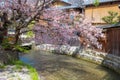 Beautiful full bloom cherry blossom at Shinbashi dori in Kyoto, Japan Royalty Free Stock Photo
