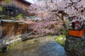 Beautiful full bloom cherry blossom at Shinbashi dori in Kyoto, Japan Royalty Free Stock Photo