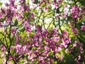 Kyoto, Japan - April 13, 2018 : unidentified flower in japan