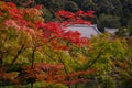 Kyoto, Japan. Autumn maple leaves and temple roof Royalty Free Stock Photo