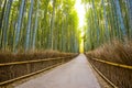 Kyoto, Japan Bamboo Forest Royalty Free Stock Photo