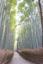 Bamboo Forest Path Chikurin-no-Komichi. a famous Tourist spot in Arashiyama, Kyoto, Japan Royalty Free Stock Photo