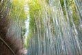 Bamboo Forest Path Chikurin-no-Komichi. a famous Tourist spot in Arashiyama, Kyoto, Japan Royalty Free Stock Photo