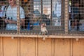 Tourists watching the monkeys at Kyoto`s monkey park Iwatayama. Baby japanese macaque sitting close to the window