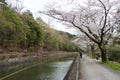 Cherry blossom at Lake Biwa Canal Biwako Sosui in Yamashina, Kyoto, Japan. Lake Biwa Canal is a Royalty Free Stock Photo