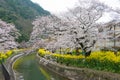 Cherry blossom at Lake Biwa Canal Biwako Sosui in Yamashina, Kyoto, Japan. Lake Biwa Canal is a Royalty Free Stock Photo