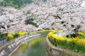 Cherry blossom at Lake Biwa Canal Biwako Sosui in Yamashina, Kyoto, Japan. Lake Biwa Canal is a Royalty Free Stock Photo