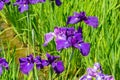 Iris ensata var. ensata at Umenomiya Shrine Umenomiya taisha in Kyoto, Japan Royalty Free Stock Photo