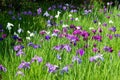 Iris ensata var. ensata at Umenomiya Shrine Umenomiya taisha in Kyoto, Japan Royalty Free Stock Photo