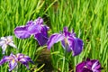 Iris ensata var. ensata at Umenomiya Shrine Umenomiya taisha in Kyoto, Japan Royalty Free Stock Photo